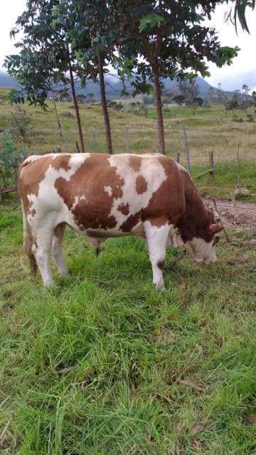 Reproductor simmental — 1