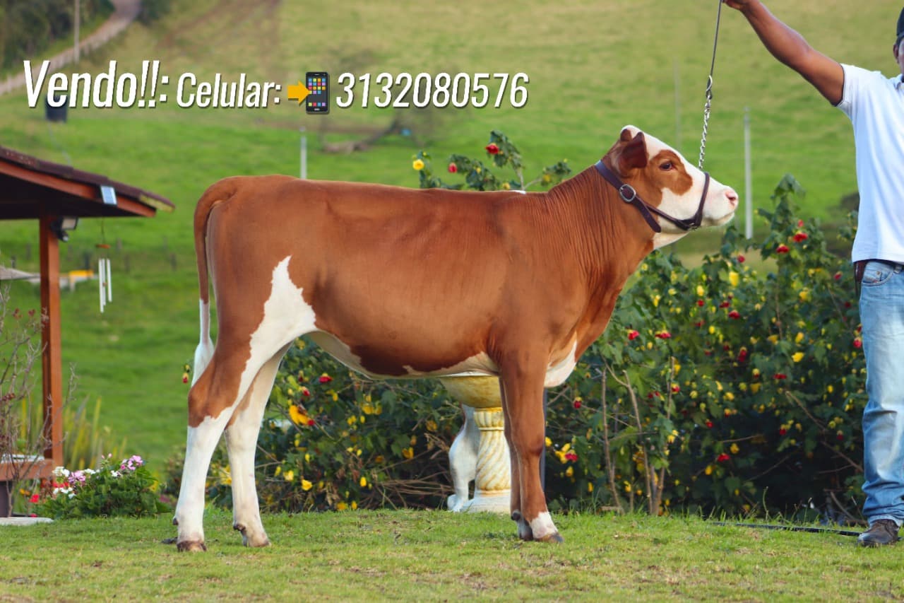 Ternera Simmental Pura — 1