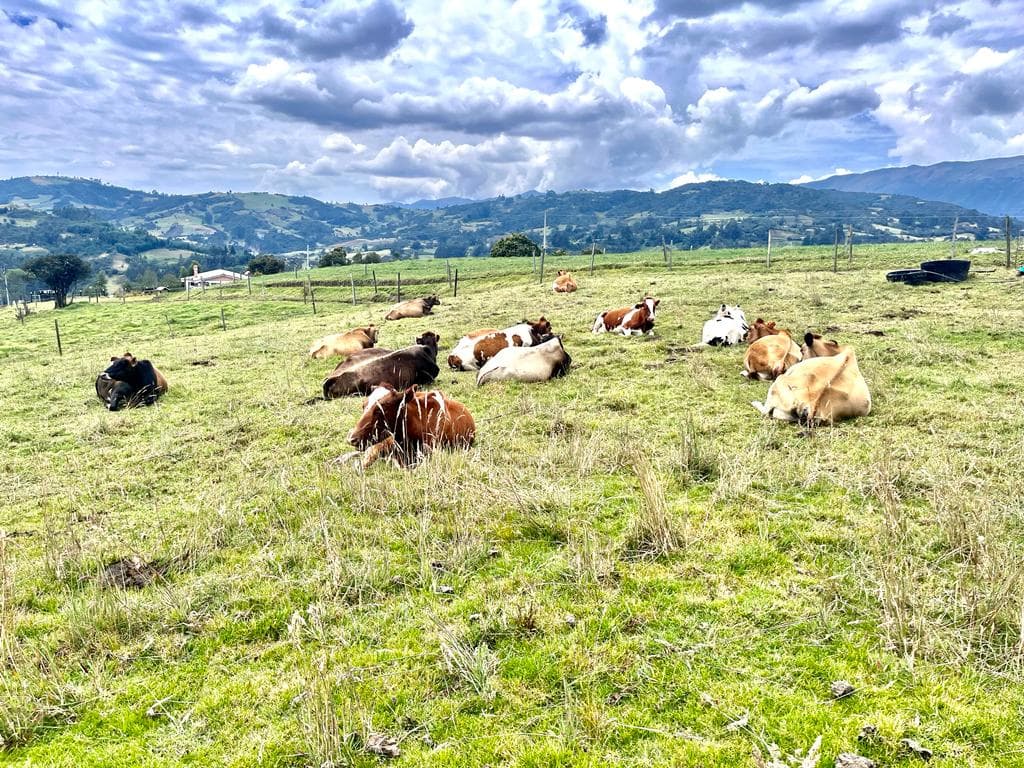 Venta de ganado Lechero ubicado en Sooatquira Boyaca — 1